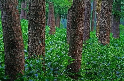 Rolling Emerald Tea Plantations and Estate Processing Units